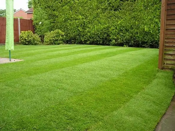Newly laid striped lawn in a garden bordered by a fence and hedging